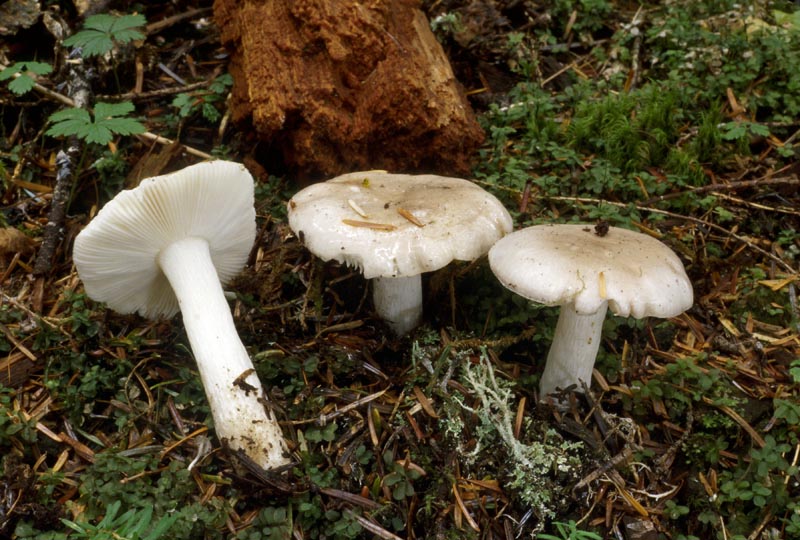 Russula stuntzii